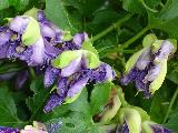 Passion Flower buds