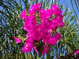 bougainvillea 1