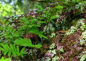 tiny ferns