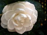 Gardenia