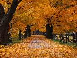 Autumn again