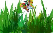 BUTTERFLYGARDEN